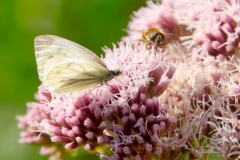 David-Morgan-Butterfly-Bee